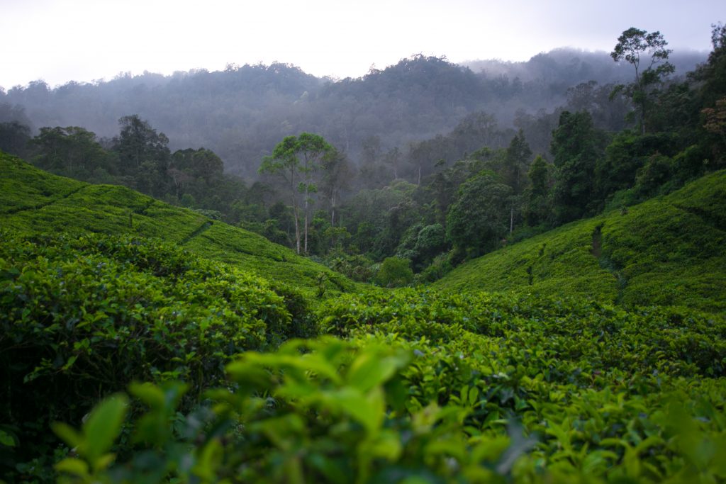 Coalitions Protecting our Forests