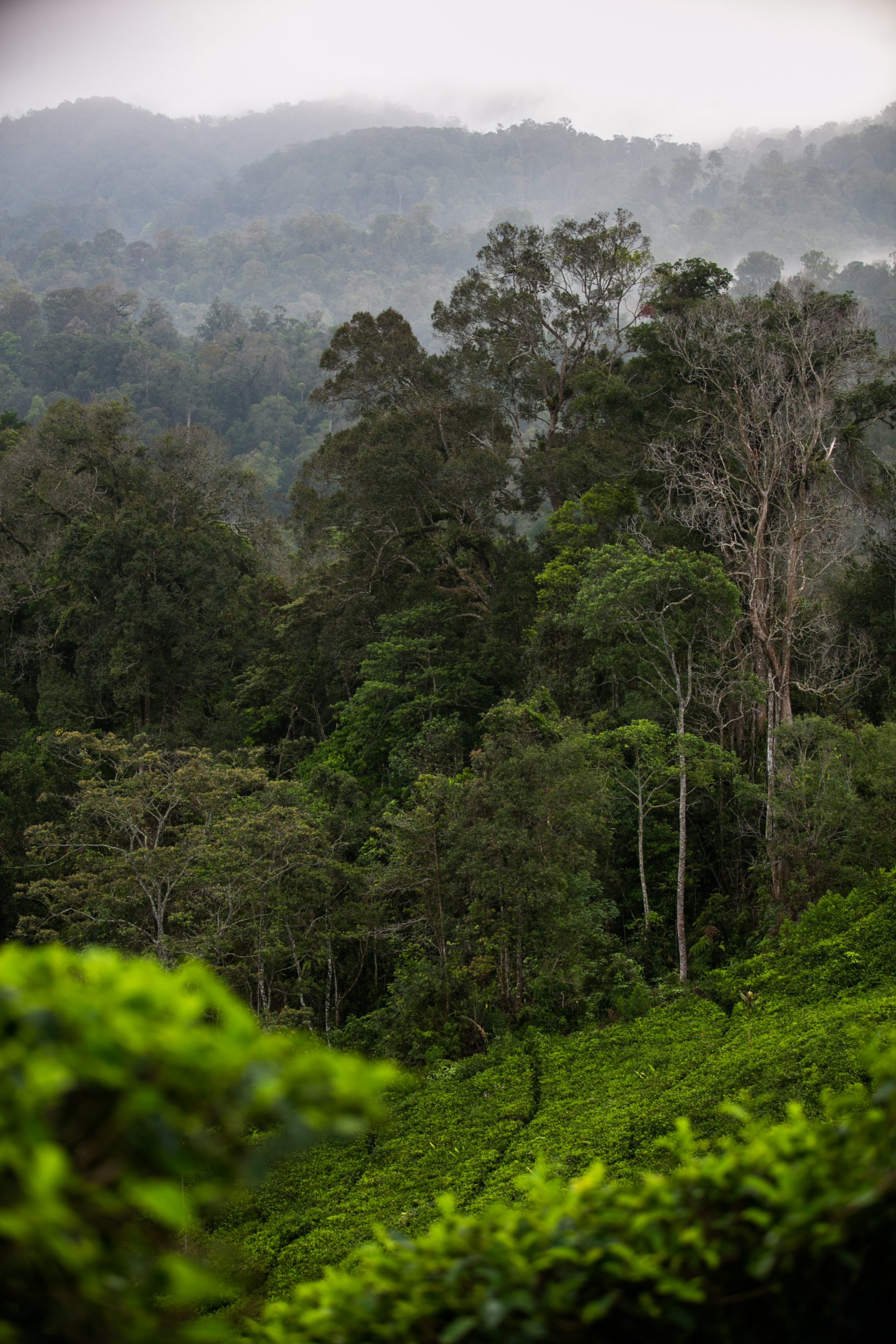 A tea plantation in Indonesia
