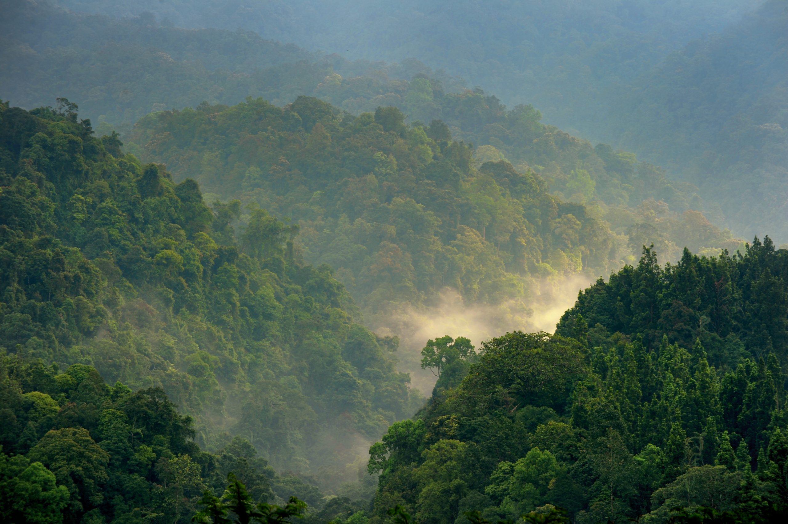 Forest scenery of Gede Pangrango in the morning.