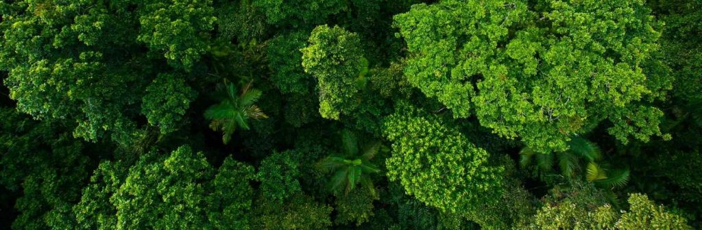 Towards a Forest Positive Future