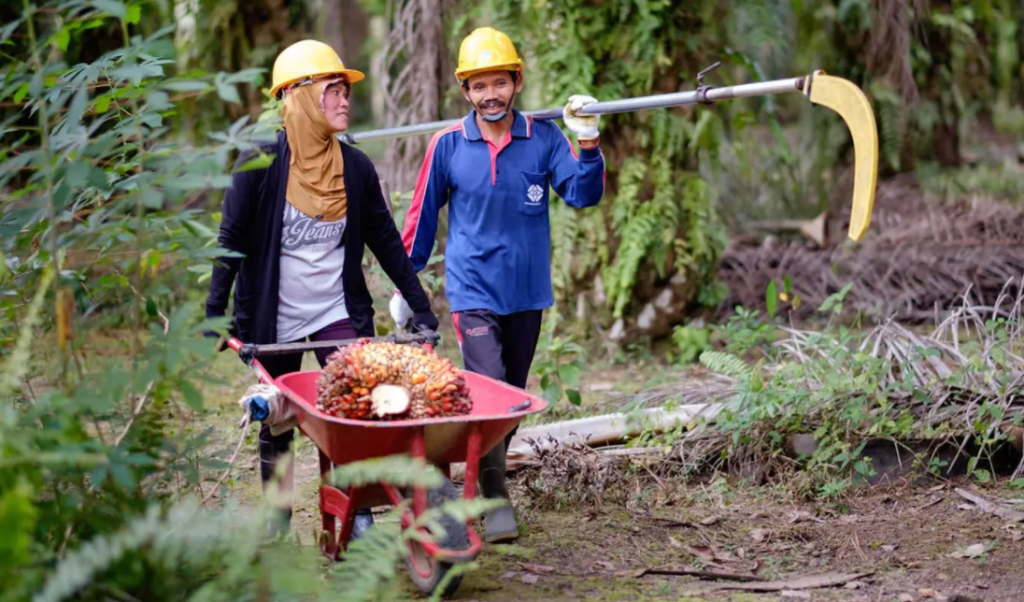 Unilever impact story