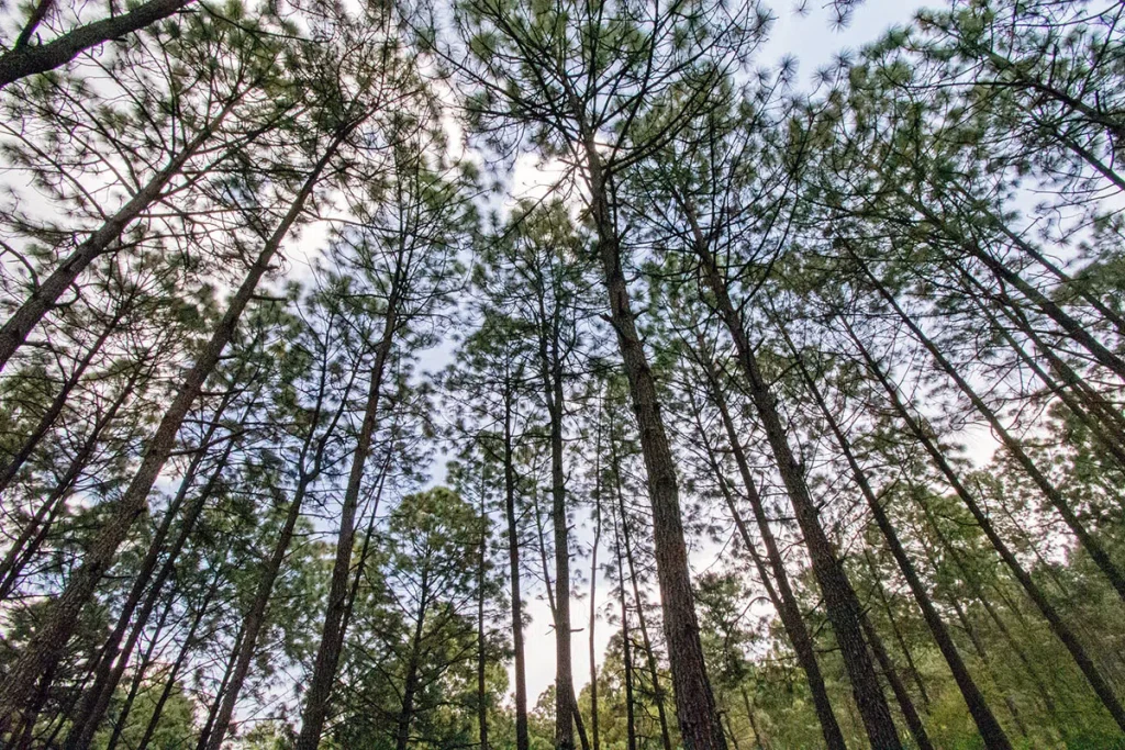 Forest canopy jalisco mexico