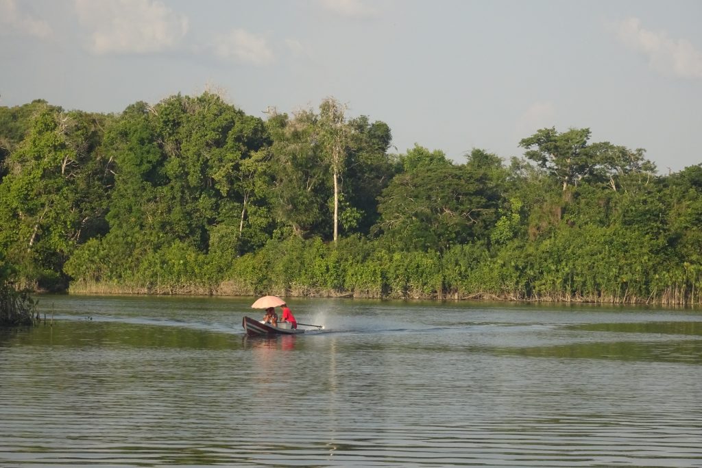Pará tropical forest