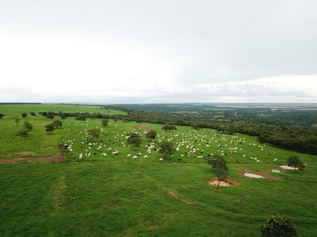 Boosting Productivity Can Help Reduce Beef’s Huge Carbon and Deforestation Hoofprint