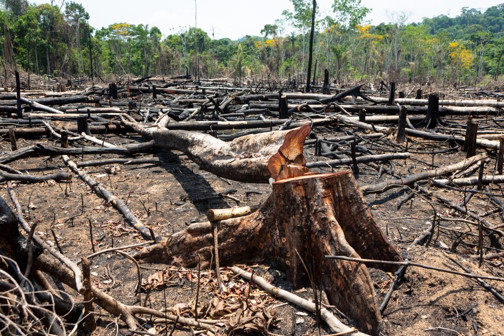 How SBTi Could Unlock Billions of Corporate Dollars to Protect Forests