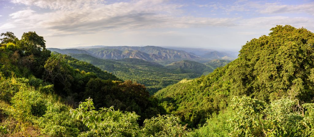 Healthy Forests Are Fertile Ground for Carbon Markets