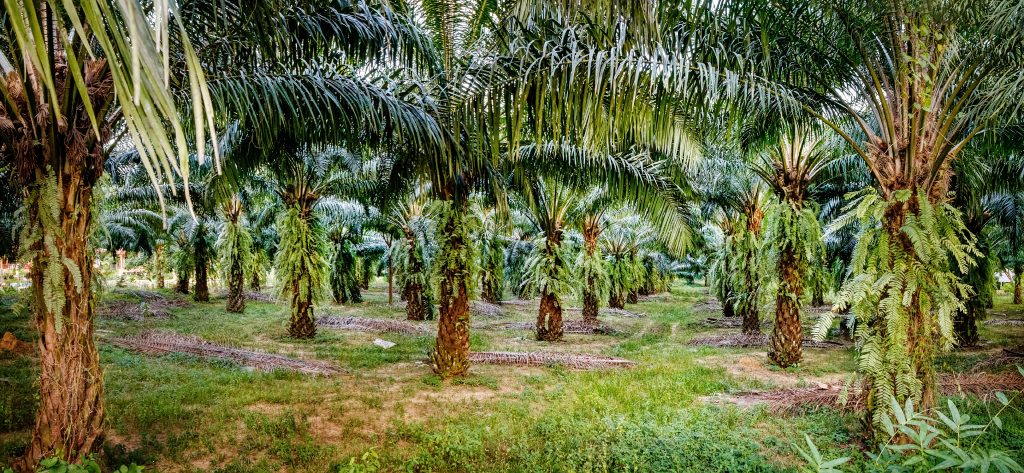 Working on the Ground in Indonesia’s Palm Oil Sector – Innovation Forum Podcast