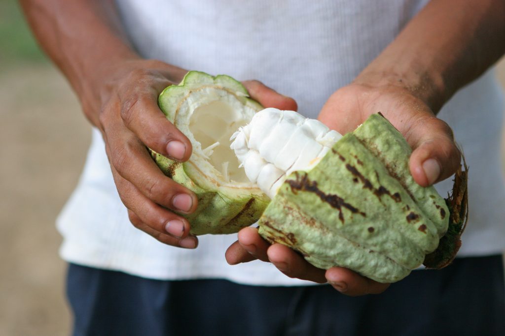 From Palm Oil to Cocoa: Companies Tackle Cross-Commodity Deforestation in Soubré, Côte D’Ivoire