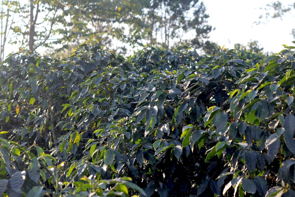 Eight Ways the EUDR is Likely to Affect Coffee Supply Markets