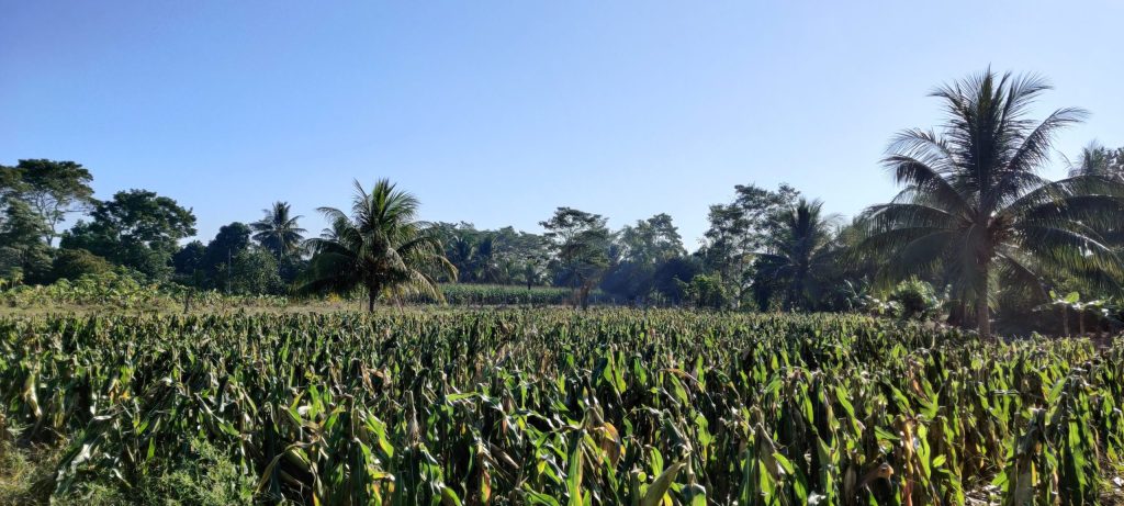 Securing a More Sustainable Future in Southwestern Guatemala