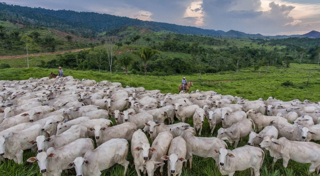 TNC Praises Brazil’s First State-Wide Cattle Traceability Program Committed to Reducing Emissions and Preventing Deforestation