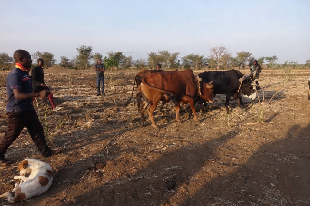 Sustainable Agriculture Increases Income, Reduces Carbon in Zambia