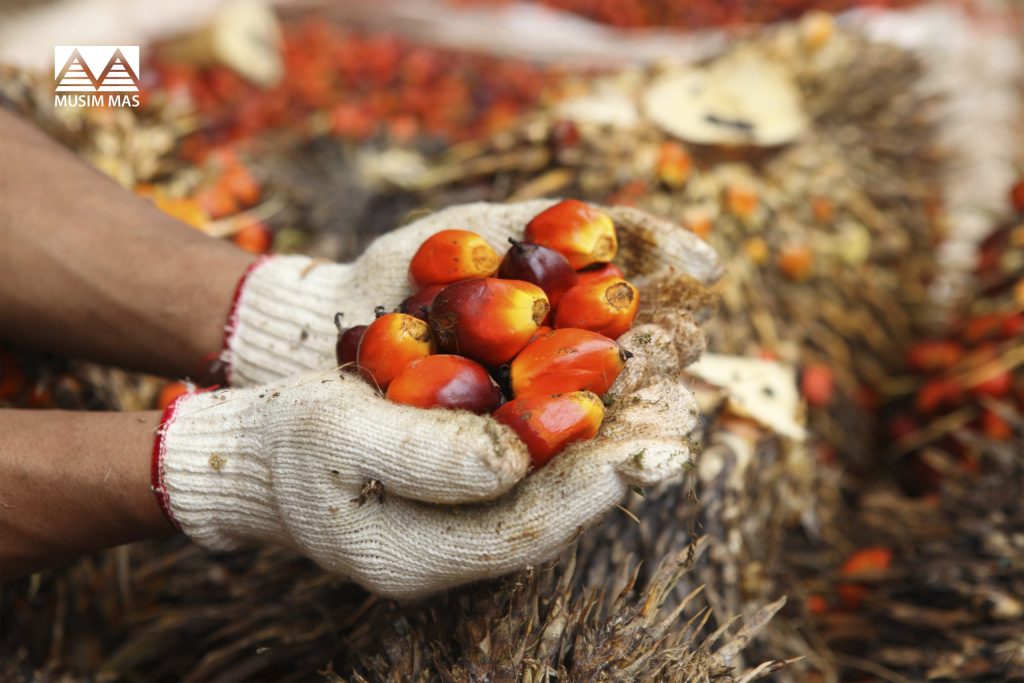 Palm Oil Buyers, Producer Take Action to Support Smallholders in Indonesian Districts