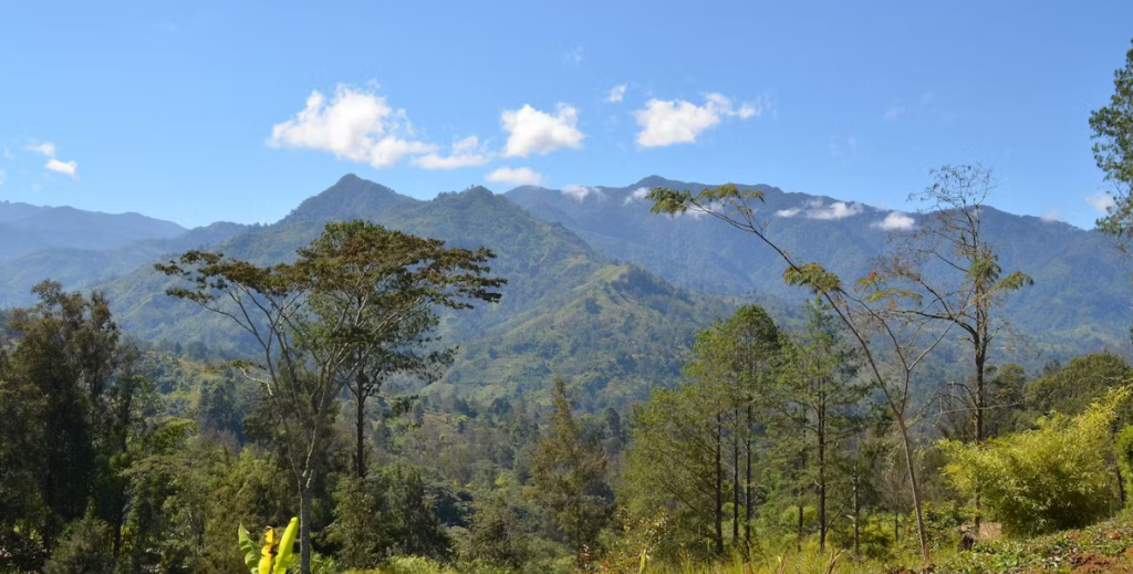 Singapore Excludes Forest Carbon Projects from Offsets Eligibility List