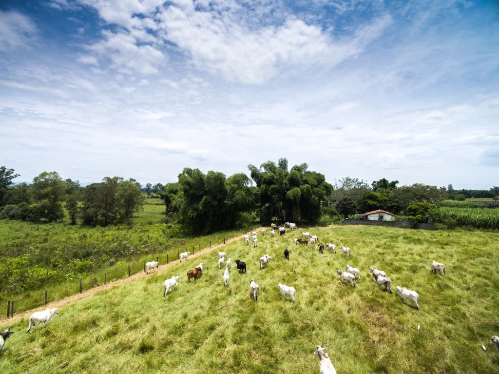 How Brazil Can Chart a Path to Sustainable Cattle Production