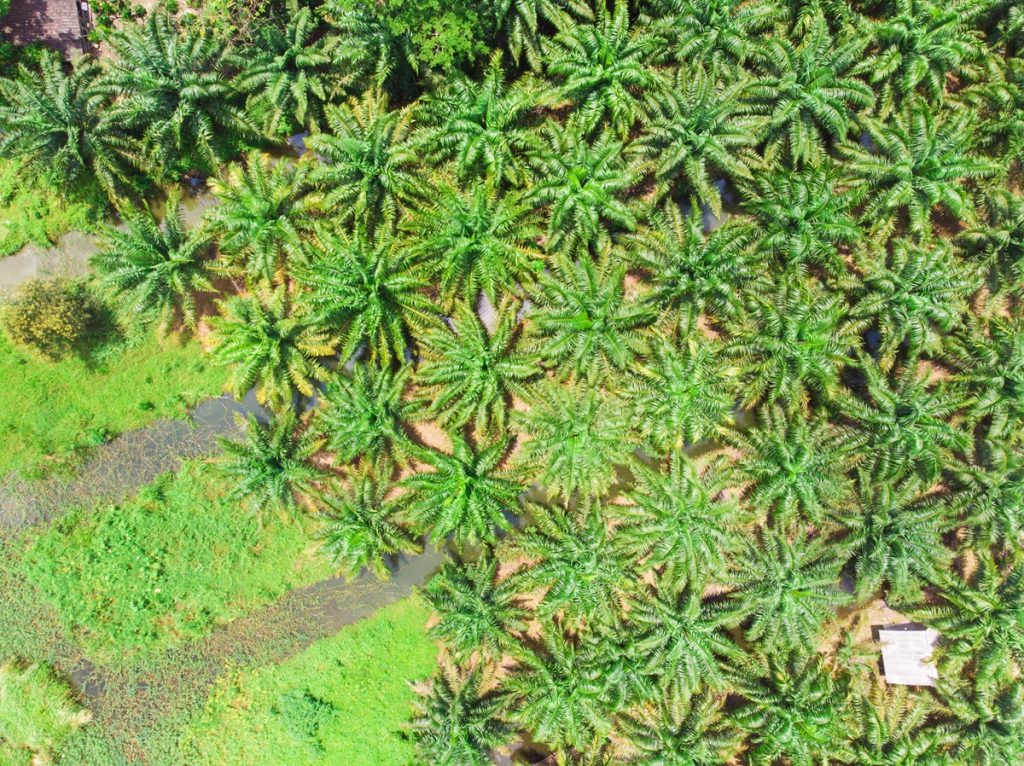 Aerial view of palm oil field