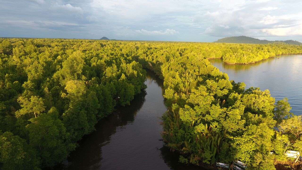 Landscape with forest and river