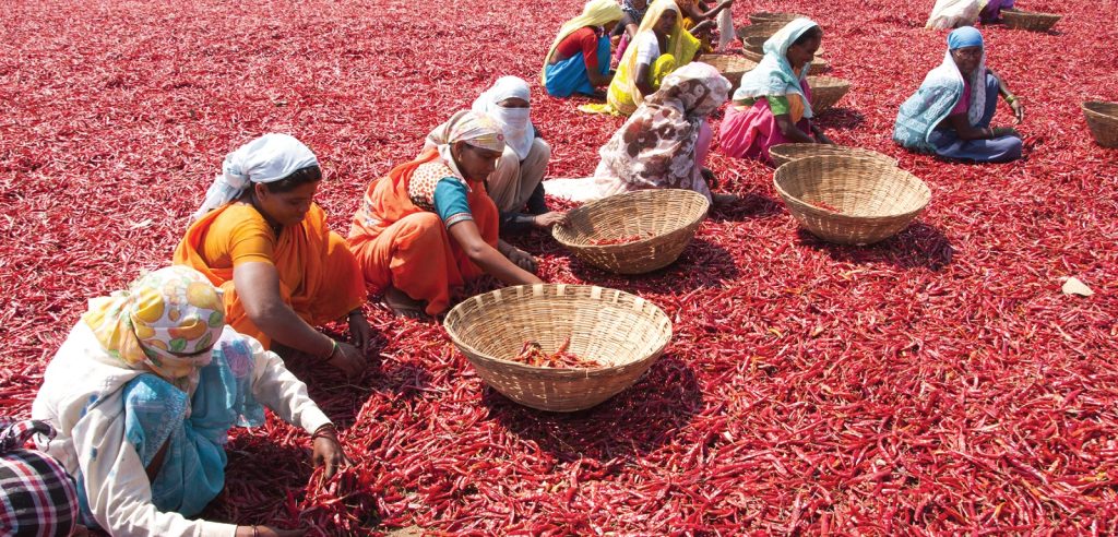 Women drying chillies in India