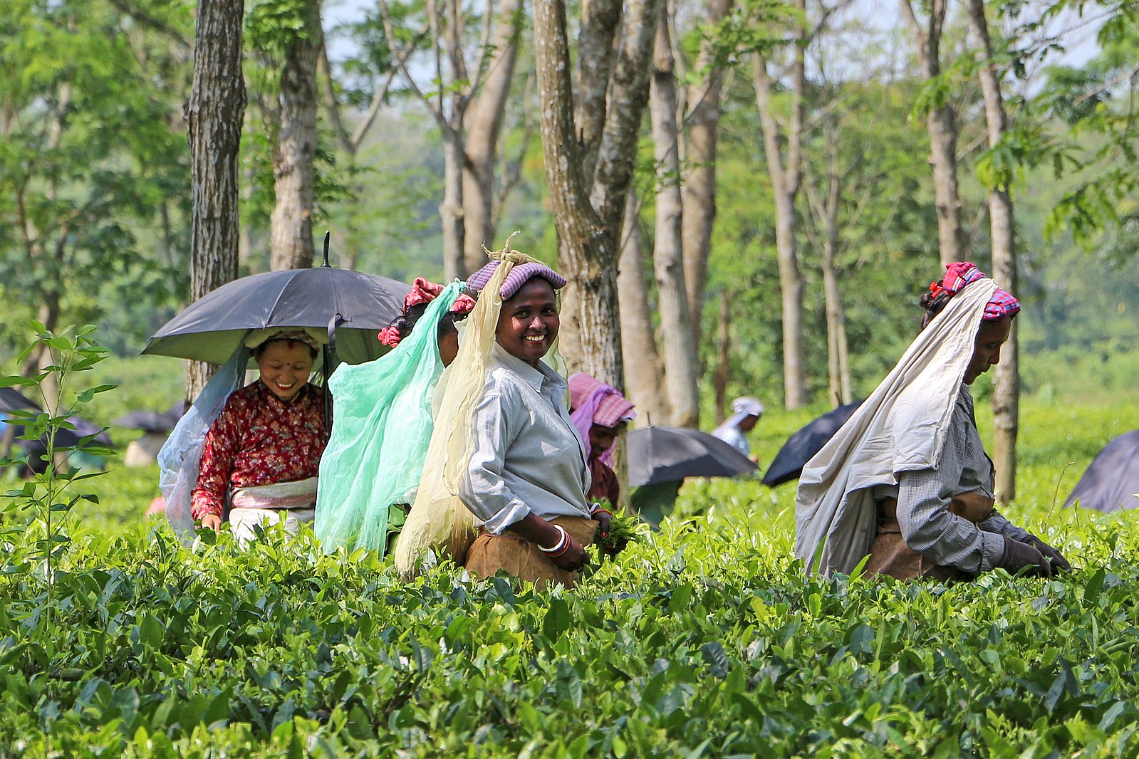 Women in tea garden, India