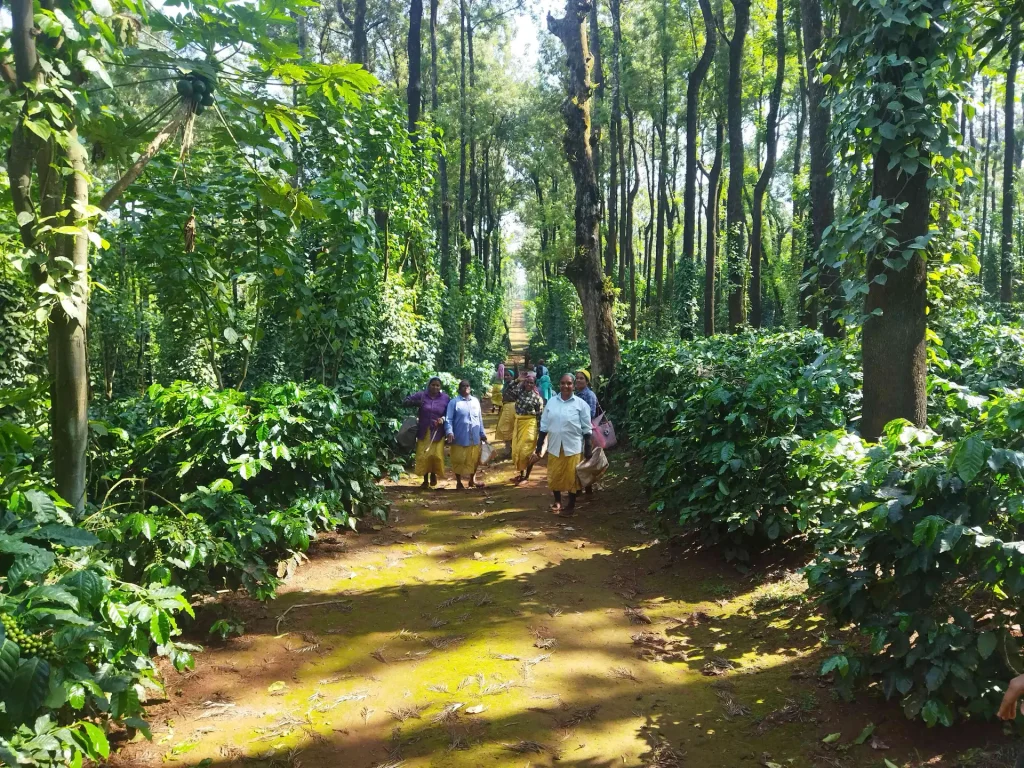 Group of women walking through the India Coffee Climate Resilient Landscape (ICCRL)