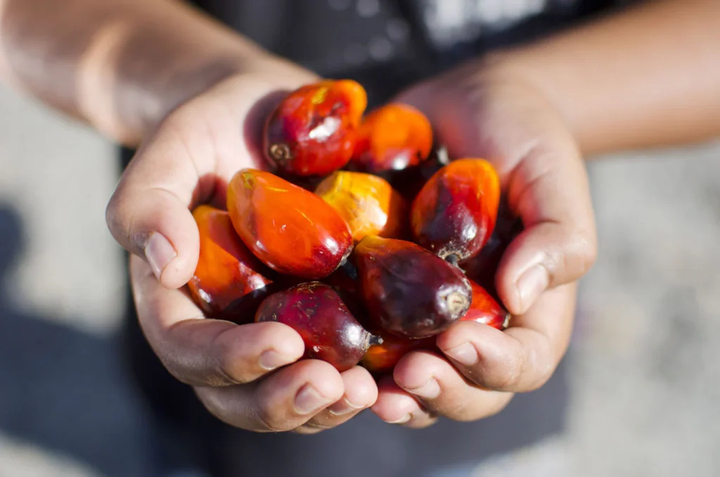 Hands holding palm oil seeds.