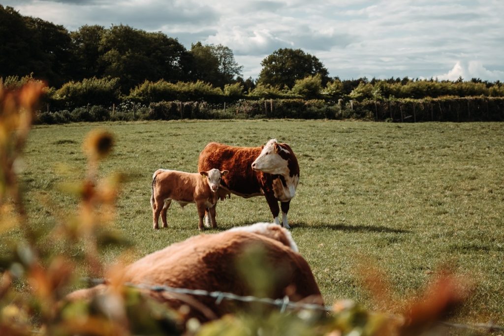 Cattle in a grass field