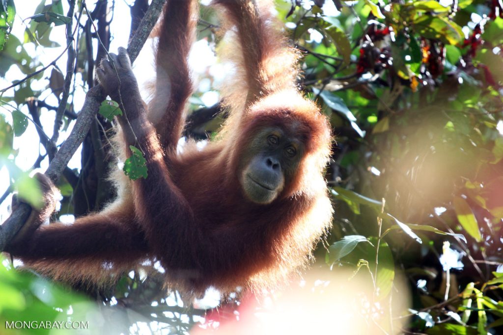 Sumatran orangutan in the Leuser Ecosystem, Aceh, Indonesia. Image by Rhett A. Butler/Mongabay.