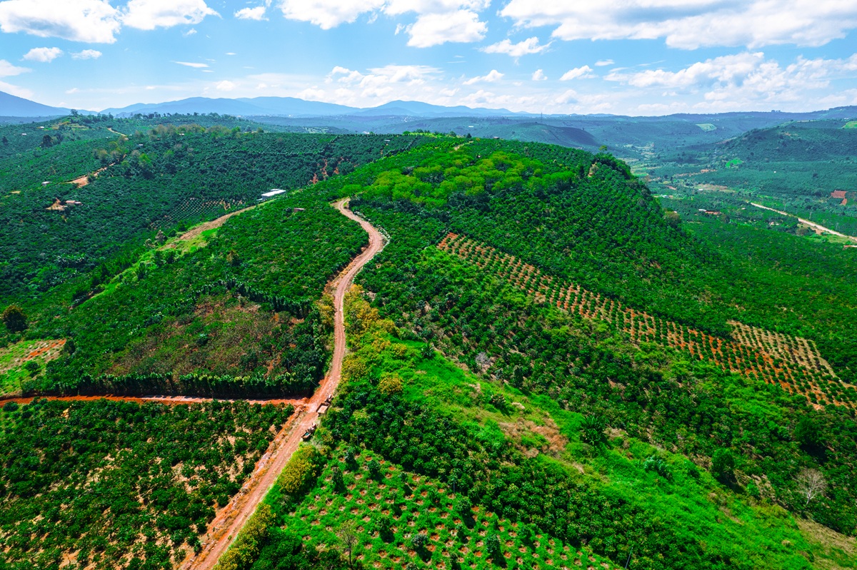 Vietnam coffee landscape