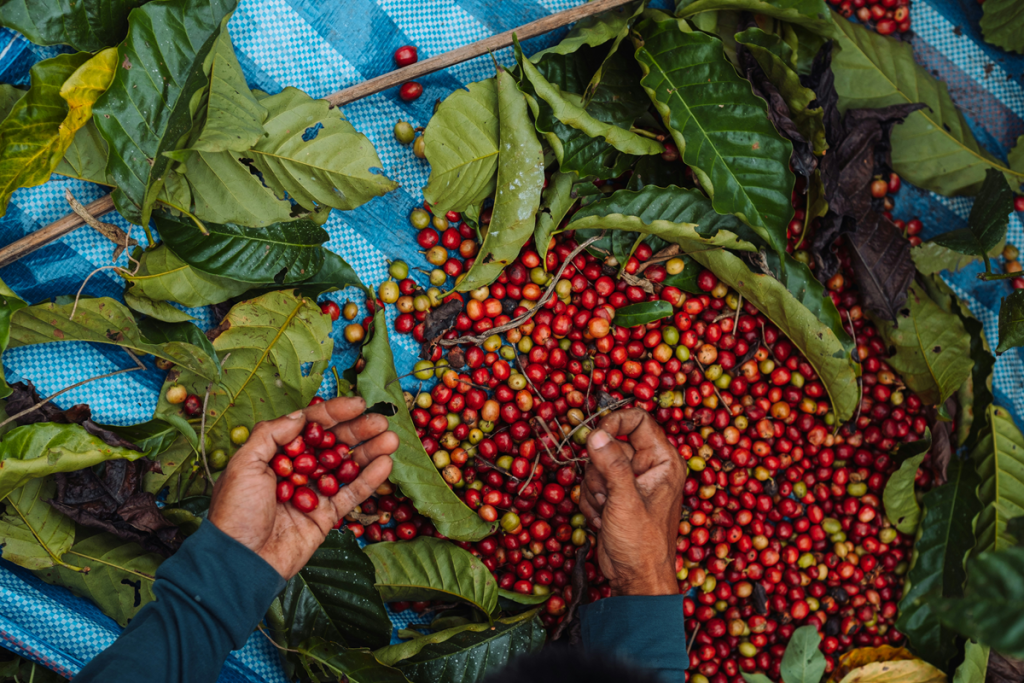 Accelerating Landscape Action in Coffee: Tools for Transformation
