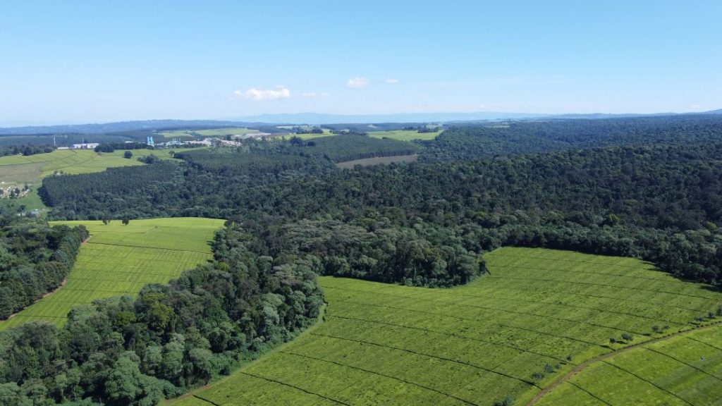 South West Mau Forest landscape, Kenya