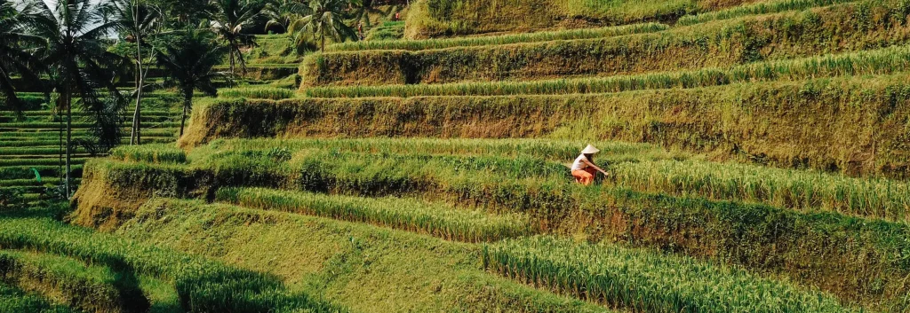 Farmer looking after crops on a rice terrace