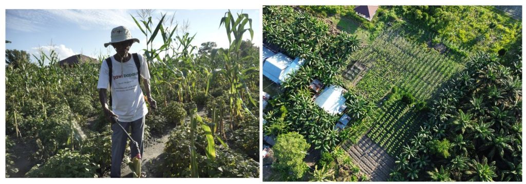 Sudjarwo, a Bridge of Hope for Patchouli Farmers in Rungau Raya