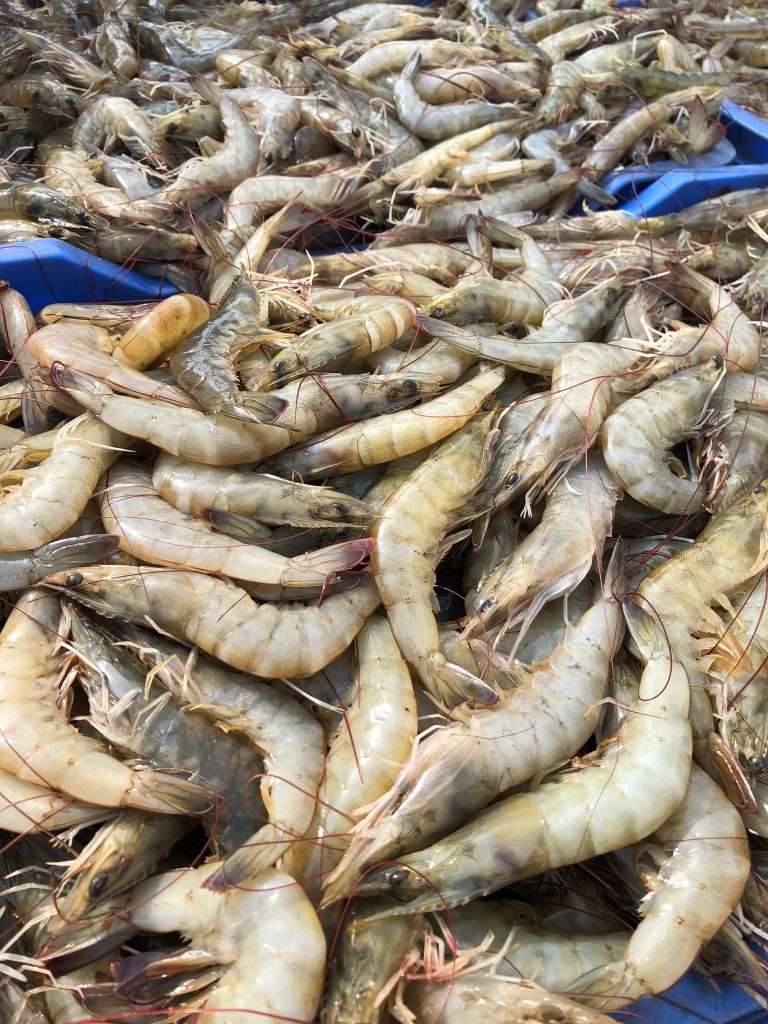 FishSource Aquaculture profile for Andhra Pradesh Shrimp Updated
